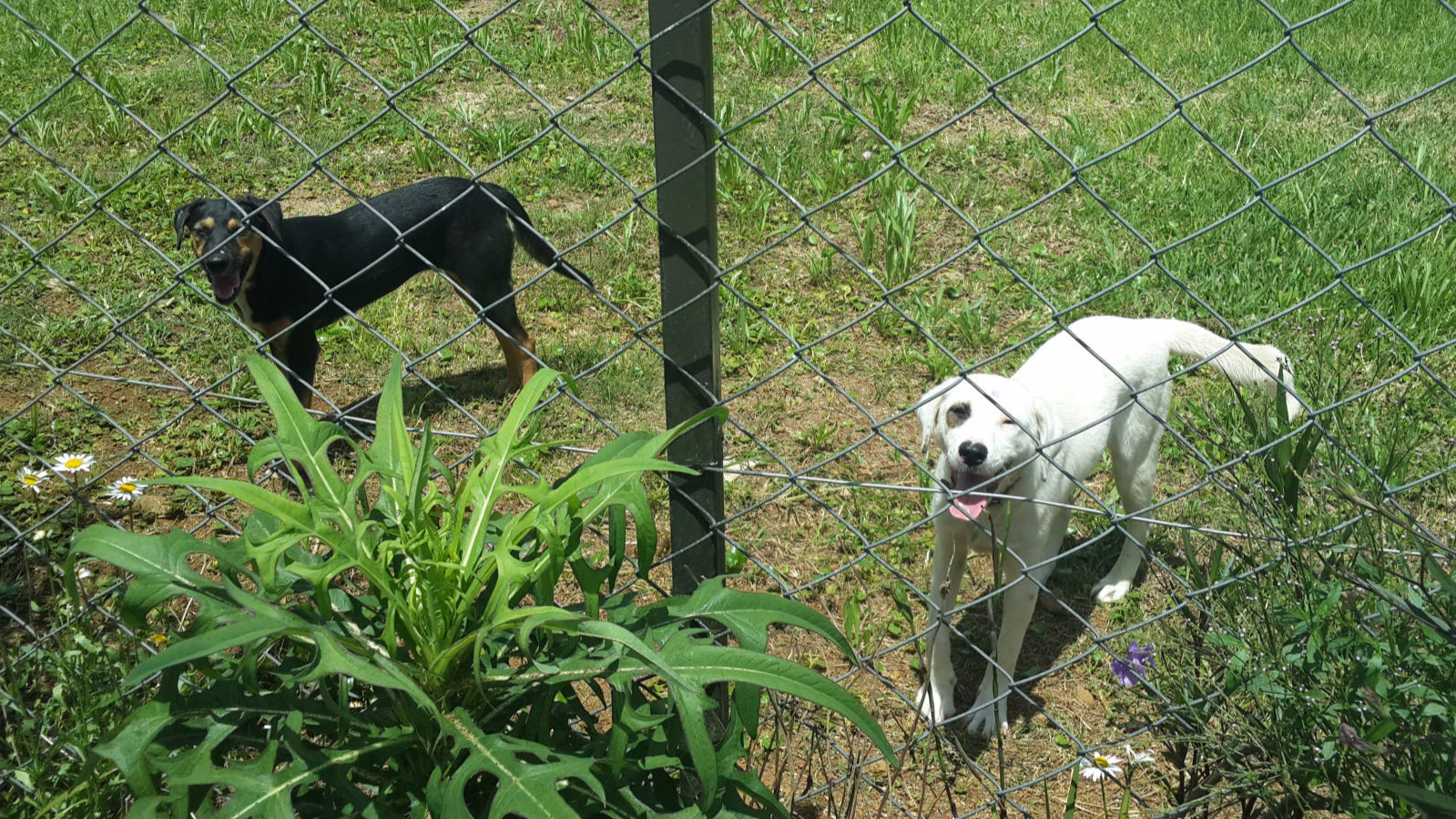 Happy Dogs